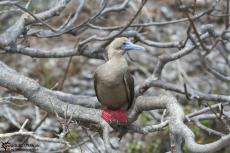 Red Footed Boobies - Galapagos 2010 -IMG 7931 Red Footed Boobies - Galapagos 2010 -IMG 7931
